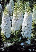 Delphinium pacific-hybr. percival premium